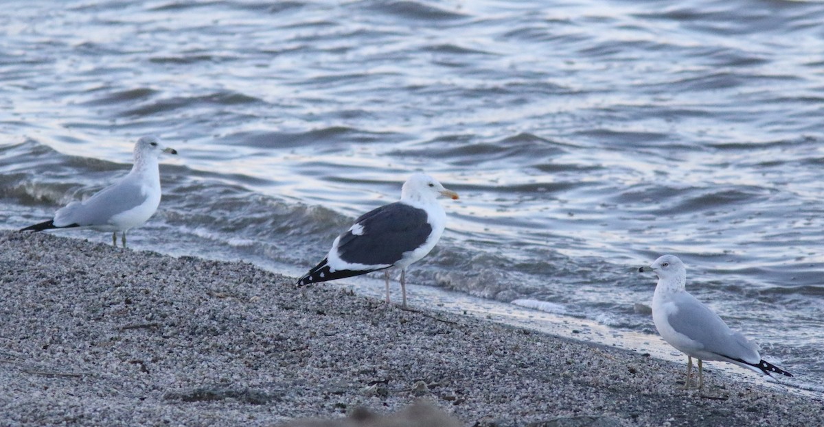 Western Gull - ML43090631