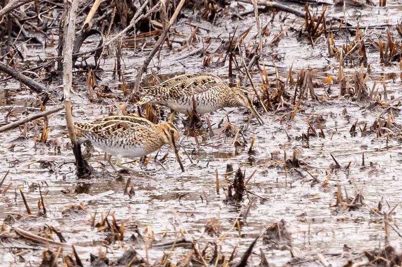Wilson's Snipe - ML430909961