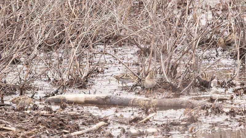 Wilson's Snipe - ML430909971