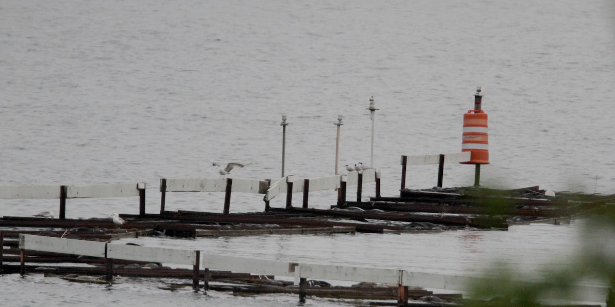 Common Tern - ML43091021