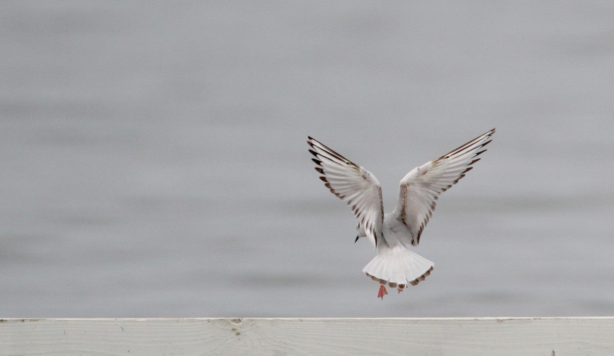 Bonaparte's Gull - Jay McGowan