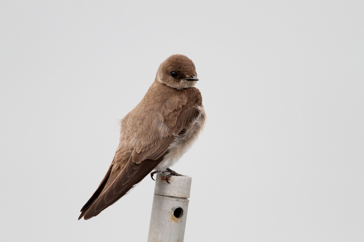 Northern Rough-winged Swallow - Jay McGowan