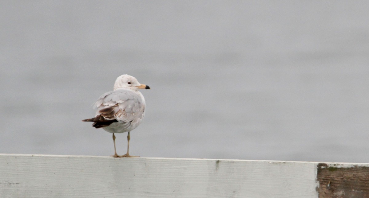 Ring-billed Gull - ML43091241