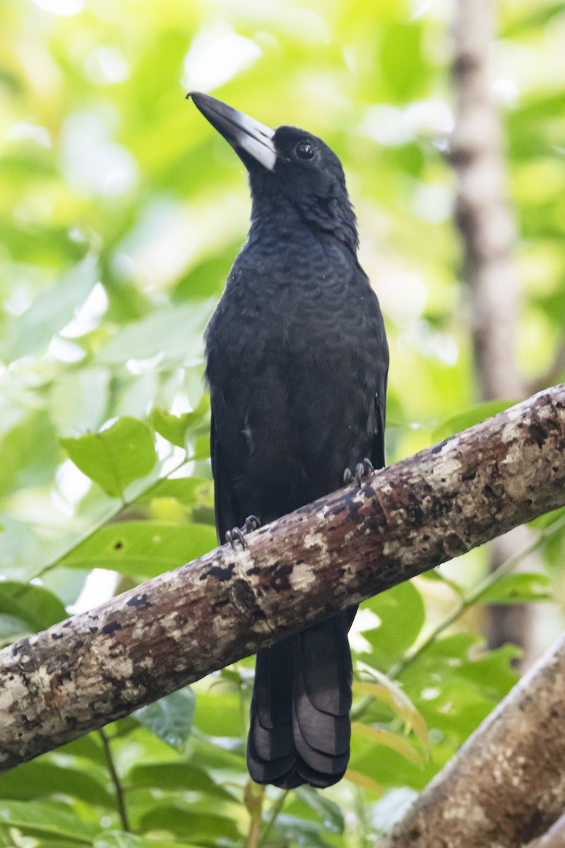 Black Butcherbird - ML430913241