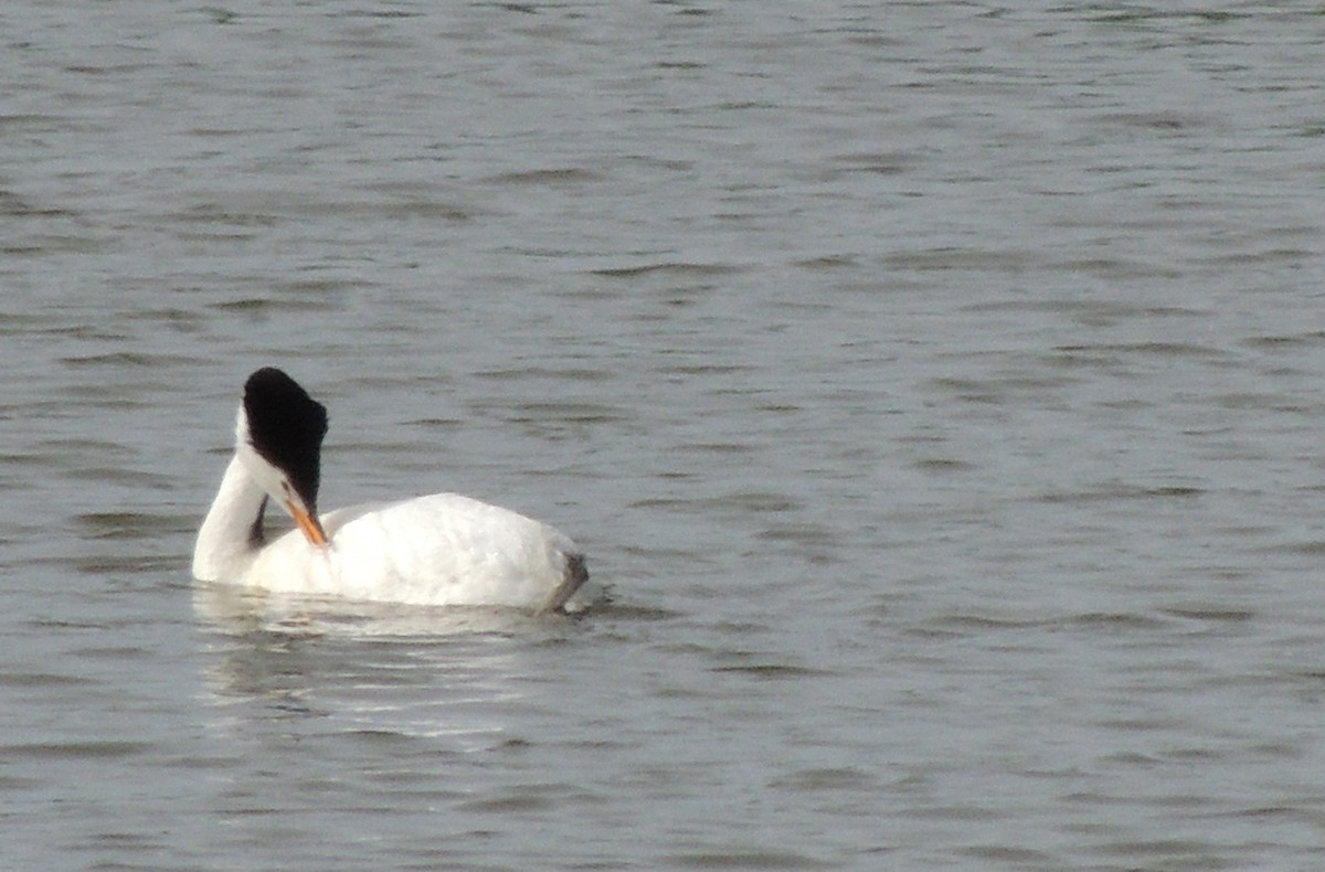 Clark's Grebe - Nancy Henke