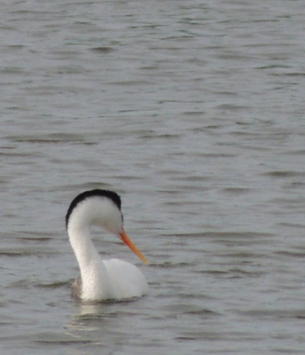 Clark's Grebe - Nancy Henke