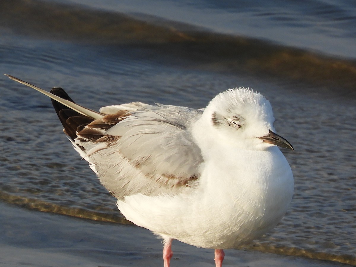 Mouette de Bonaparte - ML430915661