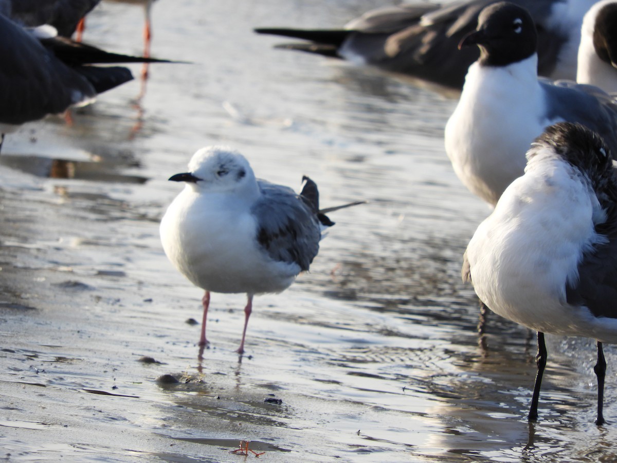 Bonaparte's Gull - ML430915701