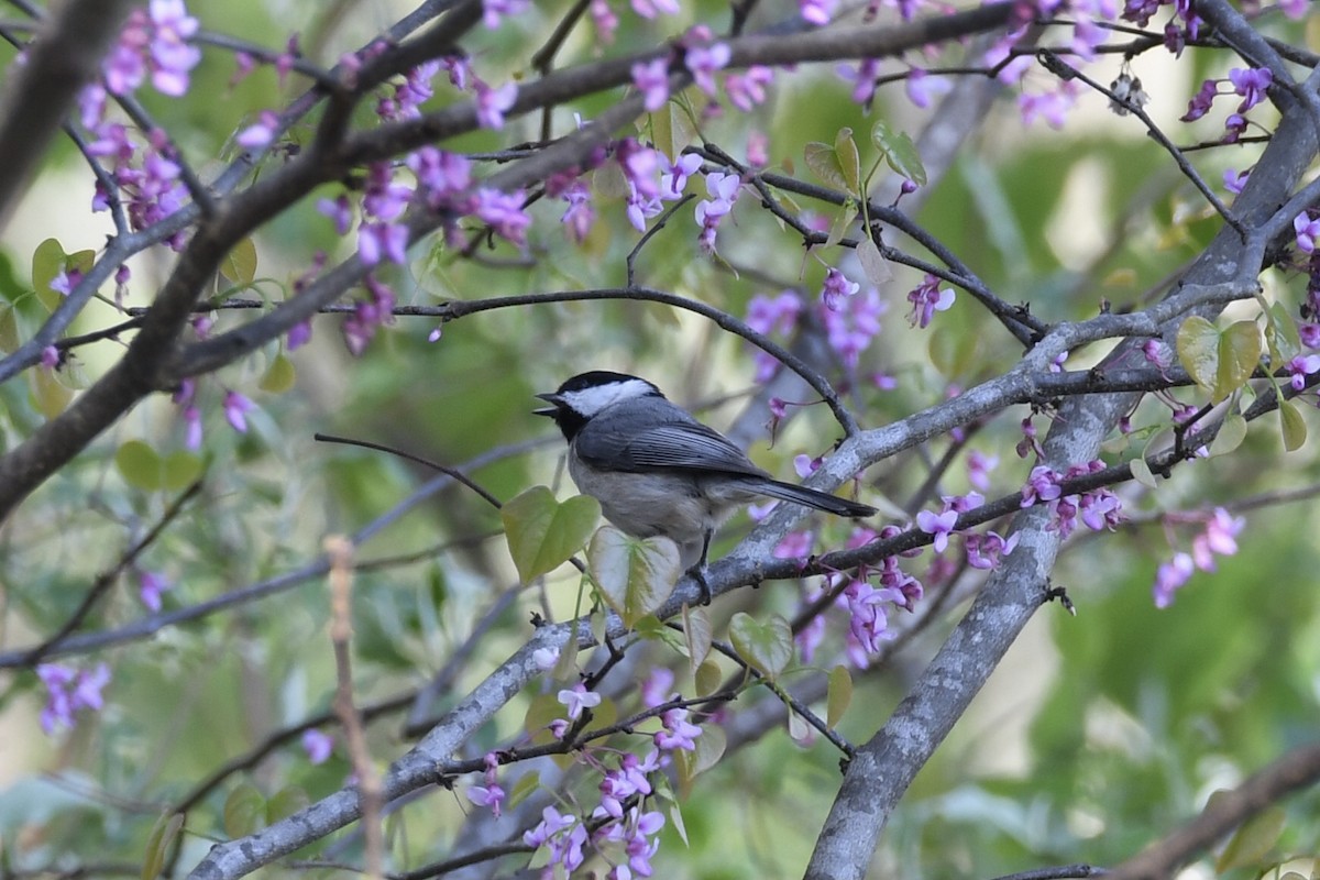 Carolina Chickadee - ML430916081