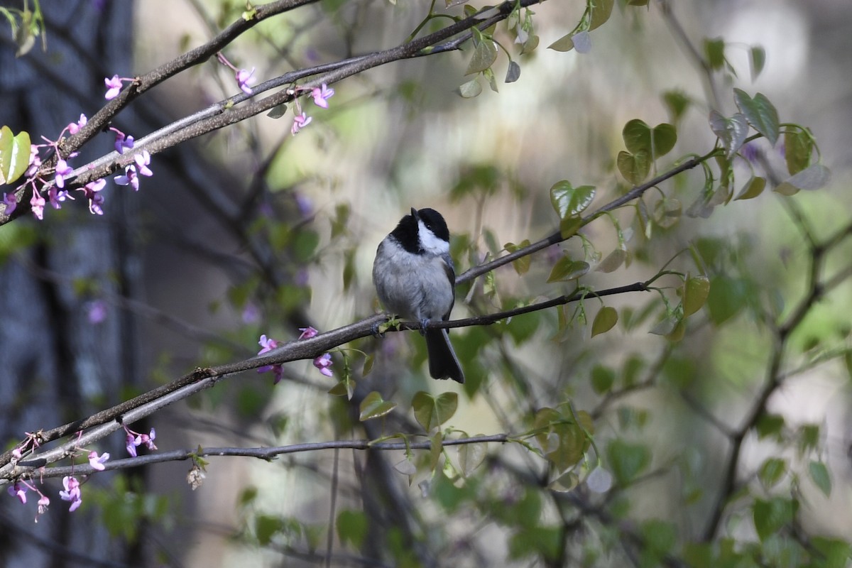 Carolina Chickadee - ML430916091