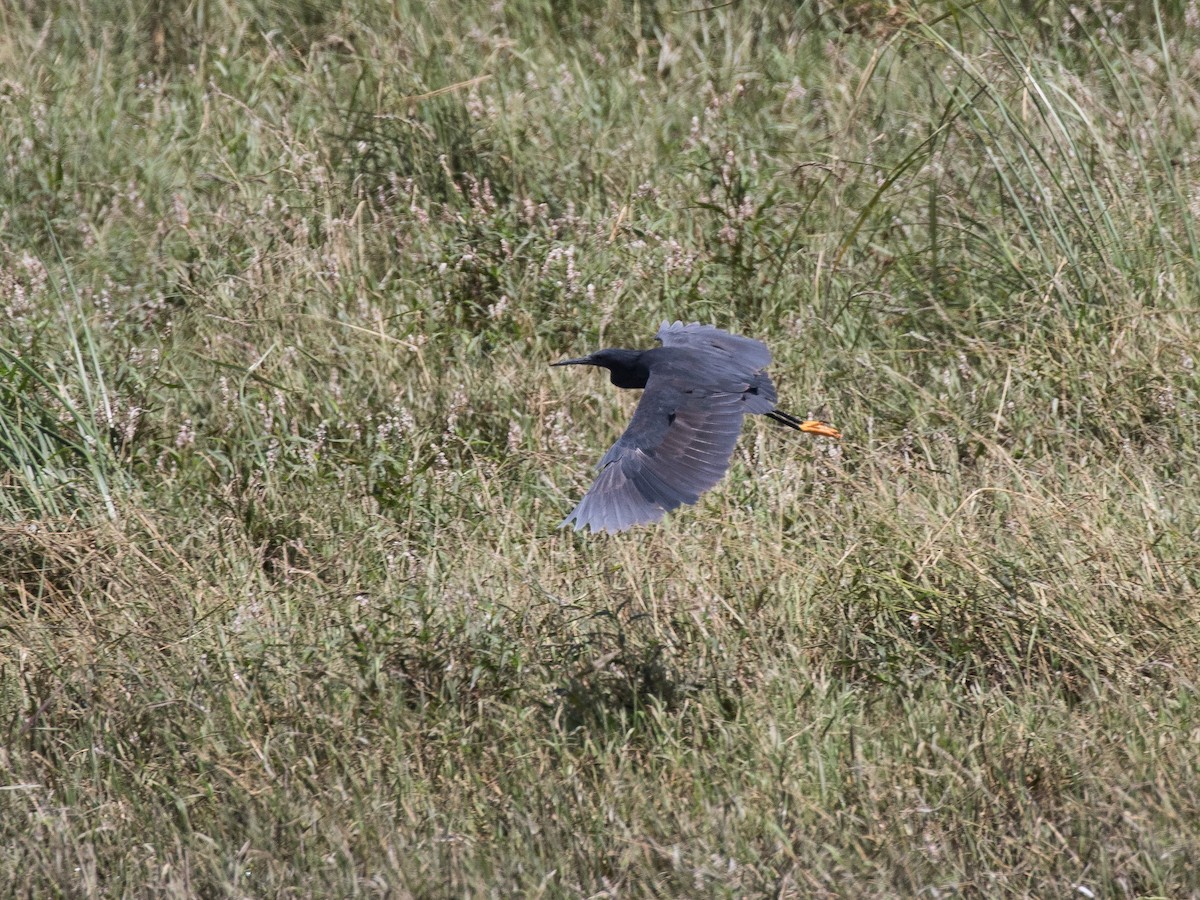 Black Heron - ML430916381