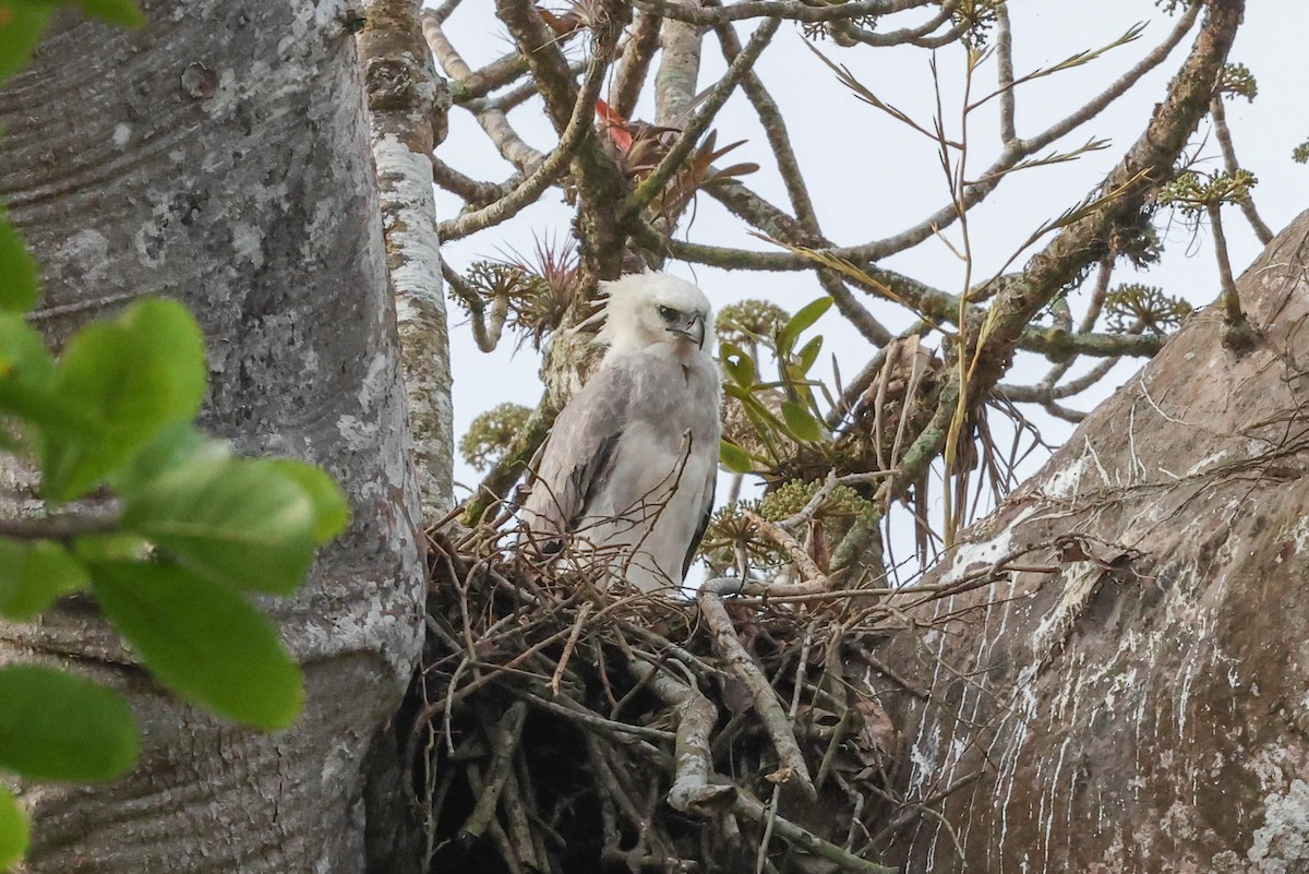 Harpy Eagle - ML430917911