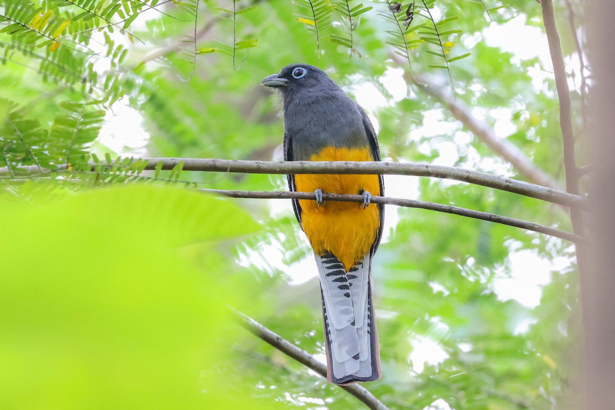 White-tailed Trogon - ML430917991