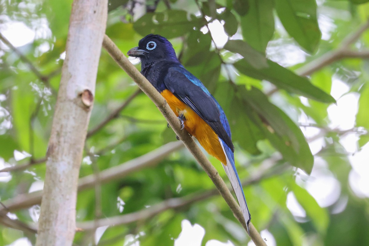 White-tailed Trogon - ML430918001