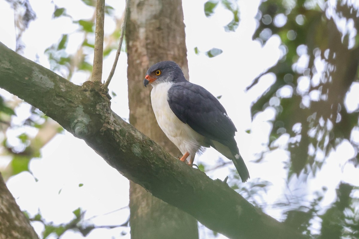 Semiplumbeous Hawk - ML430918101