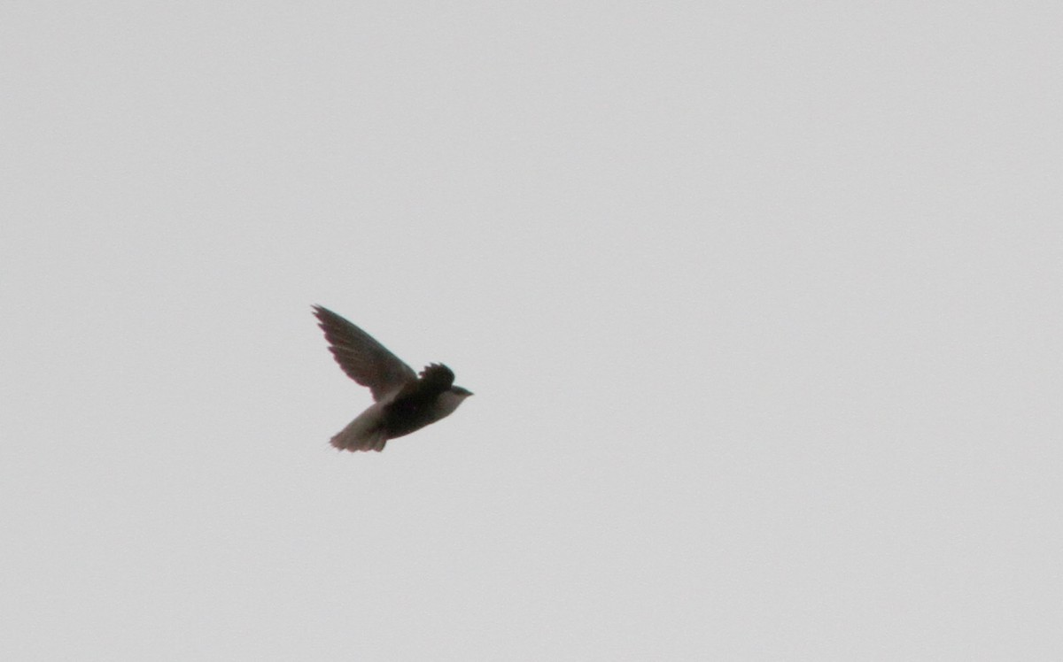 Chimney Swift - ML43091841