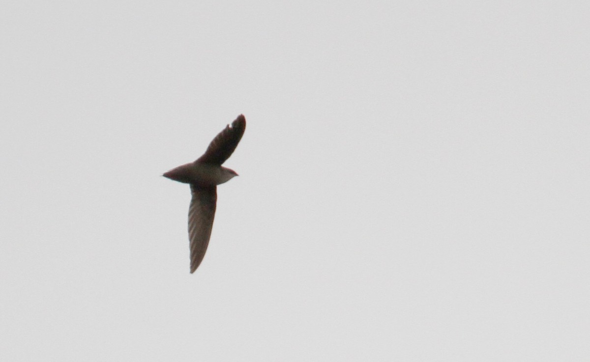 Chimney Swift - ML43091851