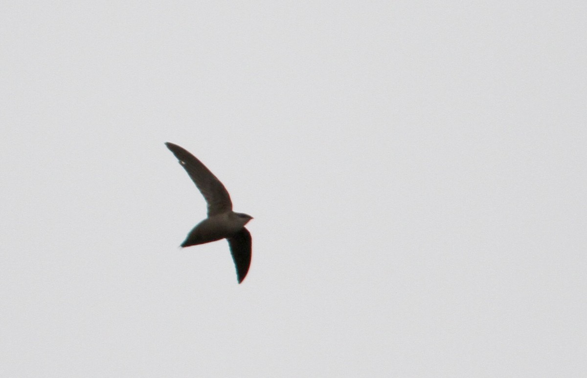 Chimney Swift - ML43091881