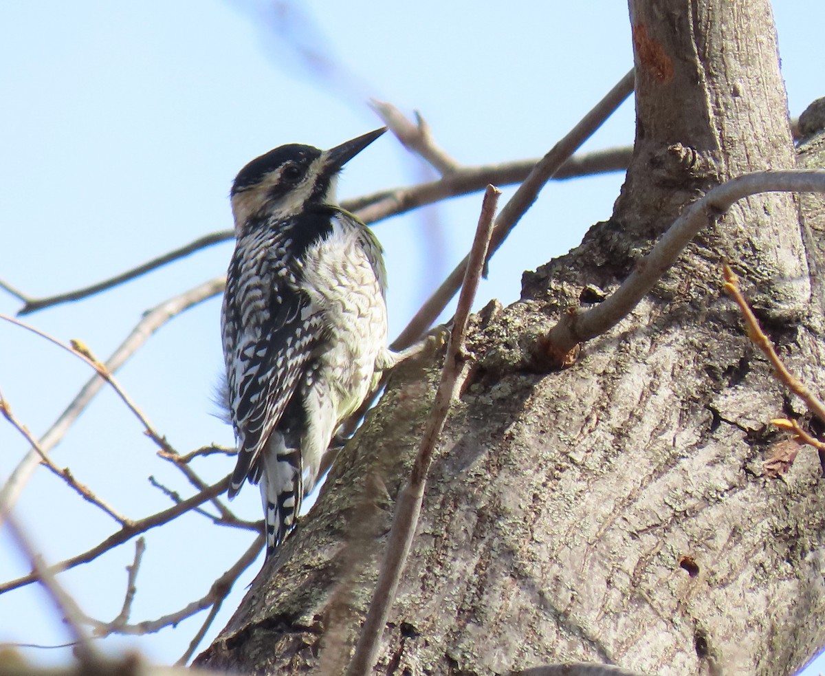 Yellow-bellied Sapsucker - ML430918861