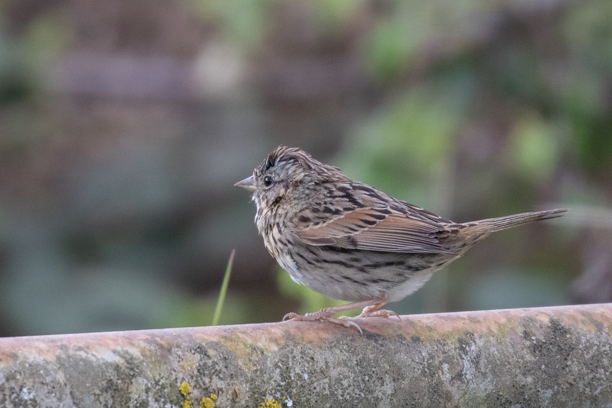 Lincoln's Sparrow - Dorna Mojab