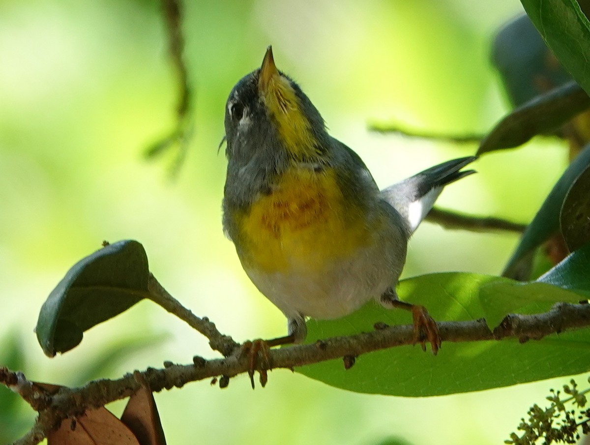 Northern Parula - ML430919611