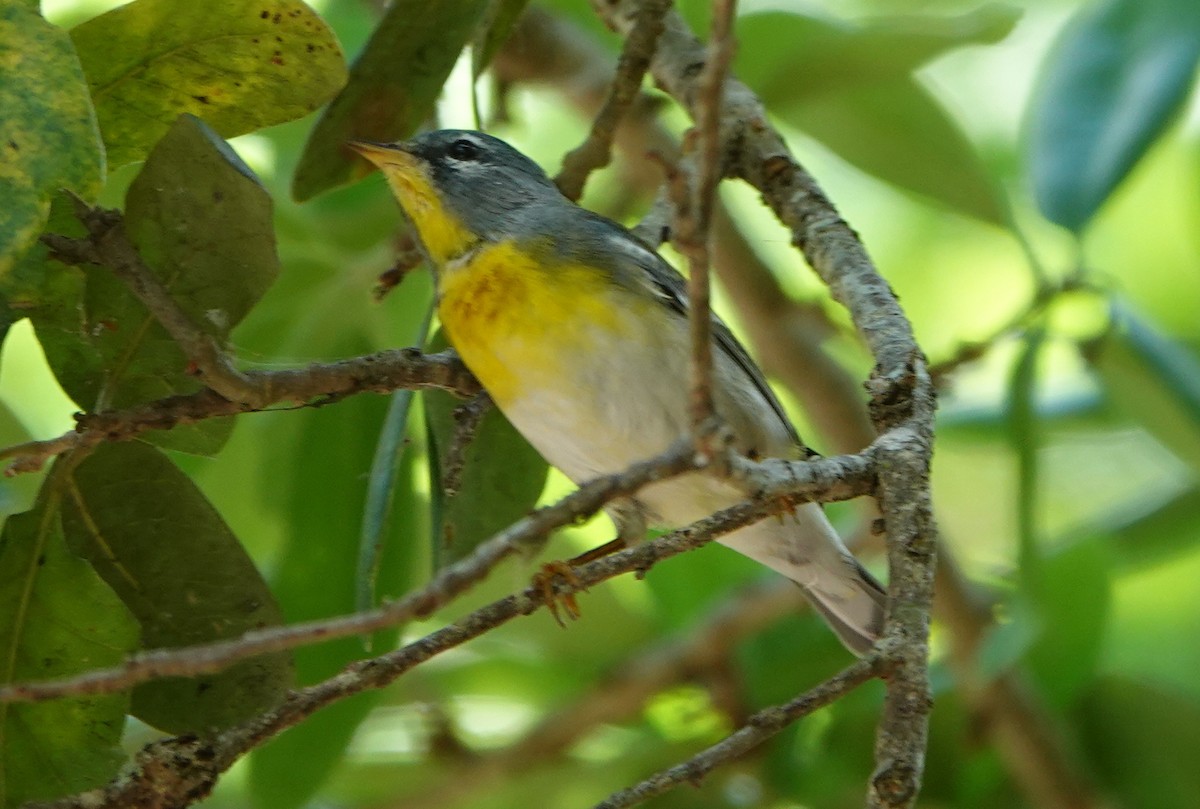 Northern Parula - ML430919781