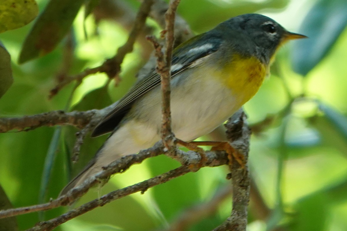 Northern Parula - ML430919991