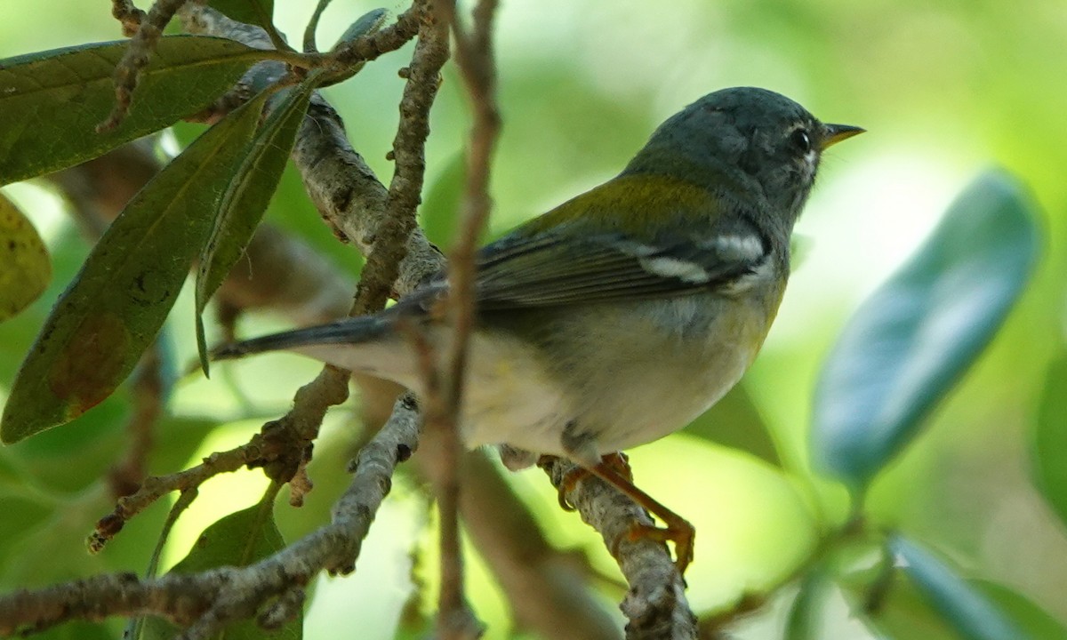 Northern Parula - ML430920121