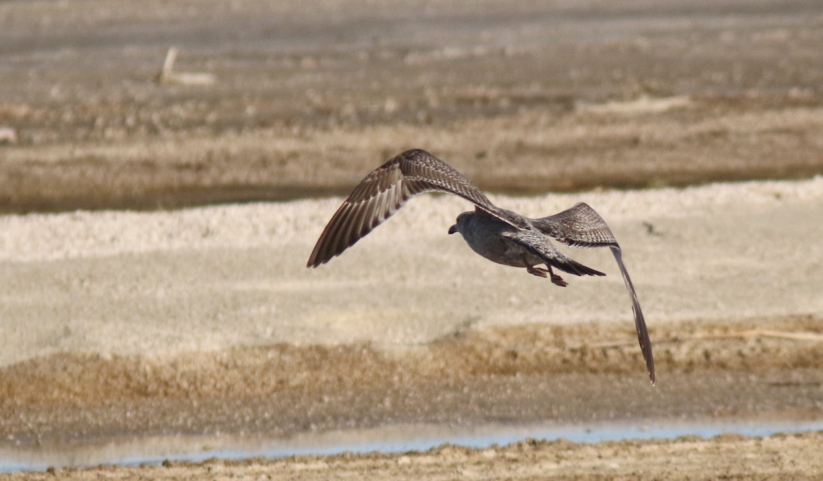 Herring Gull - ML43092071