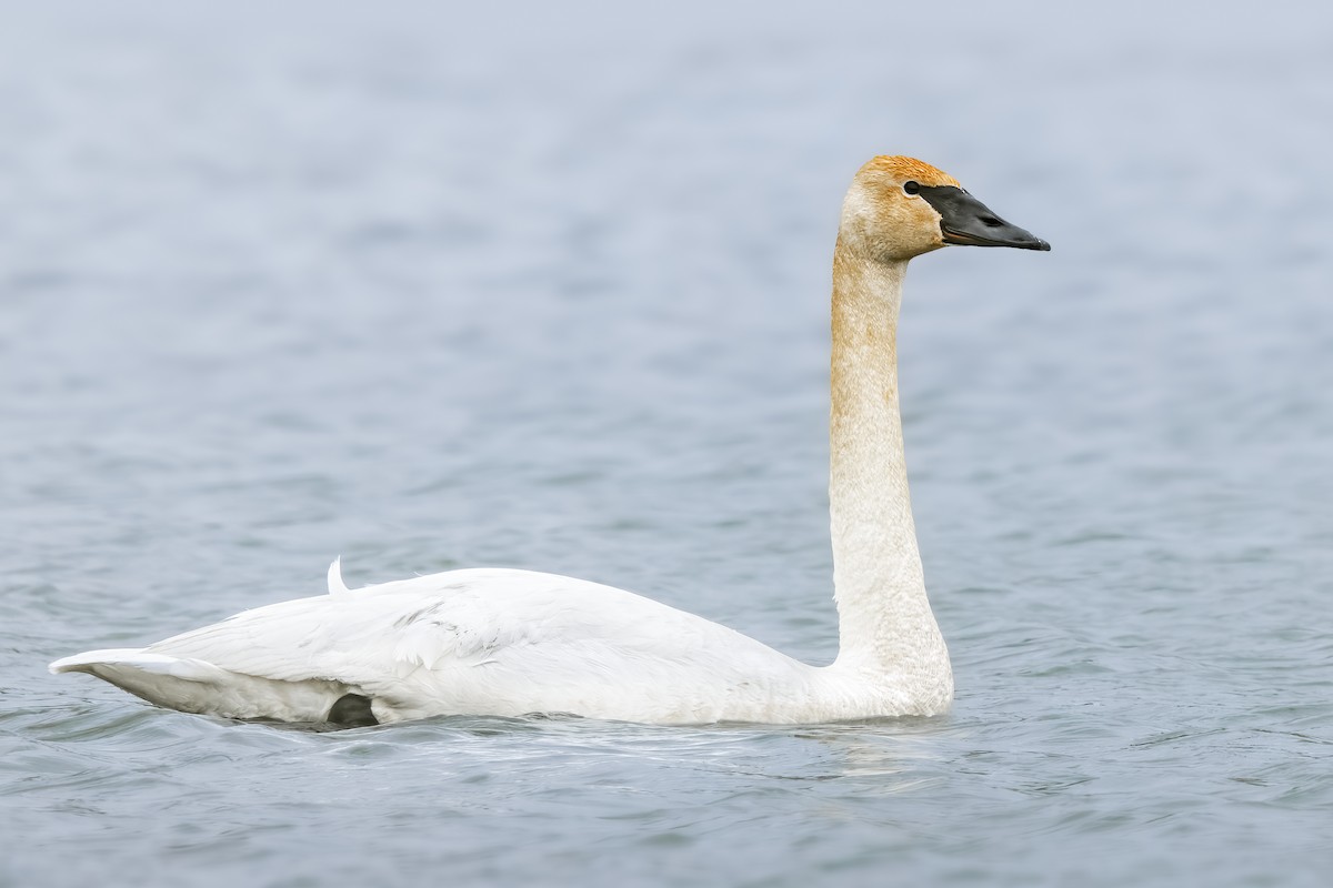 Trumpeter Swan - ML430924991