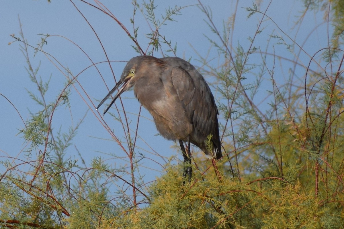 Reddish Egret - ML430925211