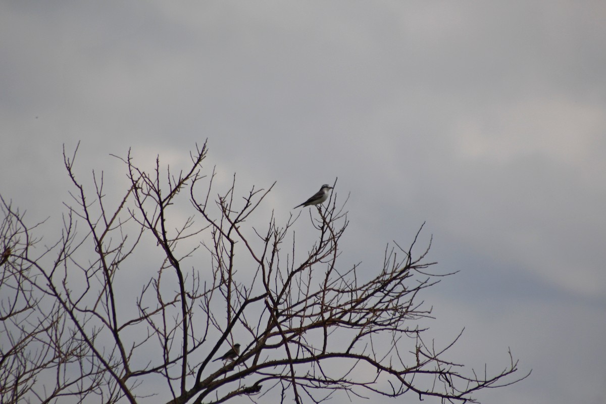 Black-crowned Monjita - ML430925391