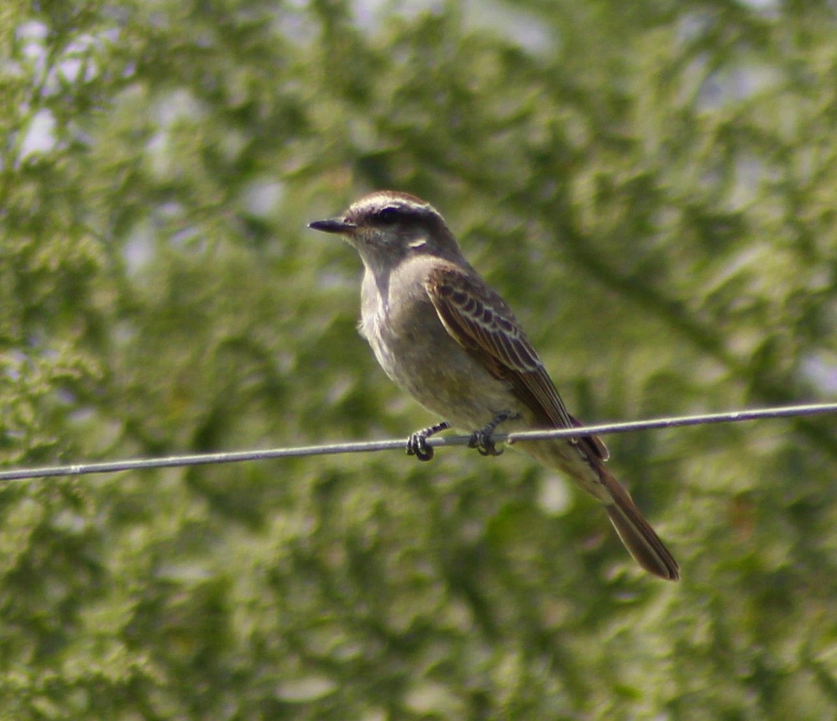 Crowned Slaty Flycatcher - ML430925651