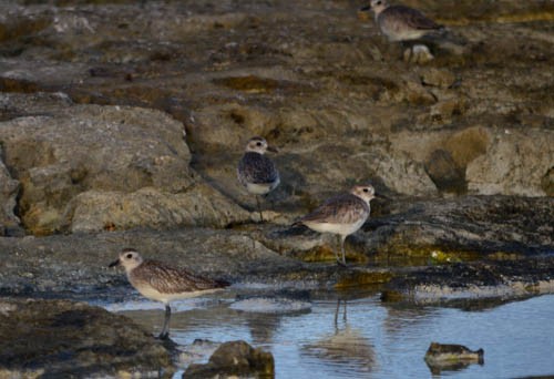 American Golden-Plover - ML43092841