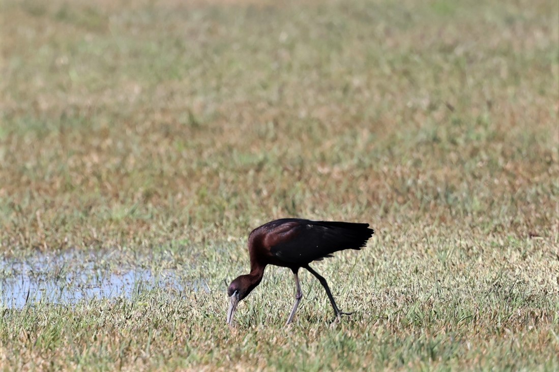 ibis hnědý - ML430928701