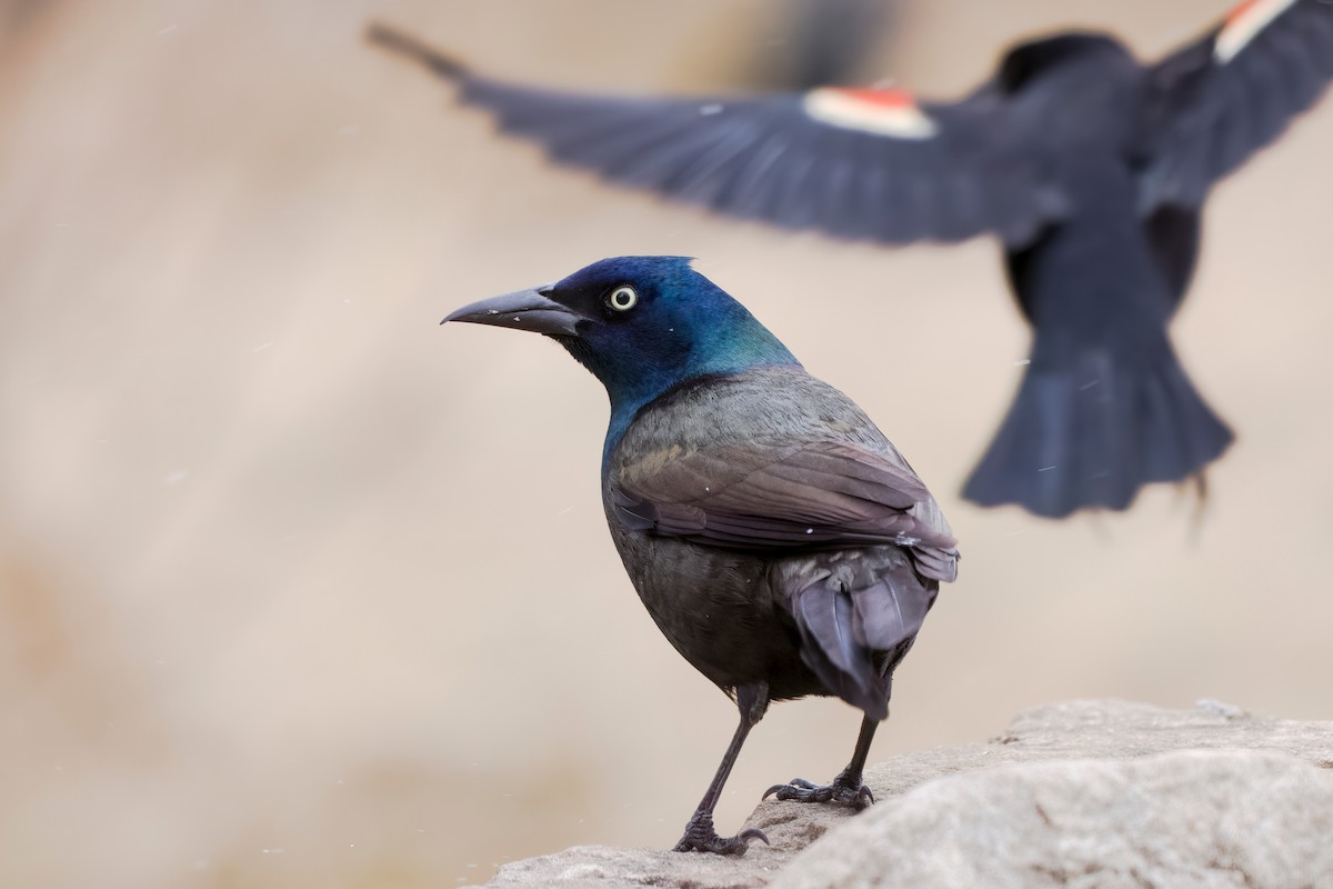 Common Grackle (Bronzed) - ML430929391