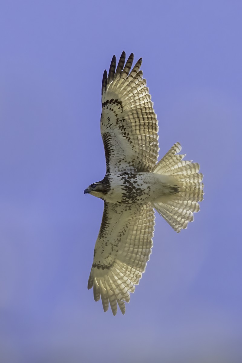 Red-tailed Hawk - ML430929421