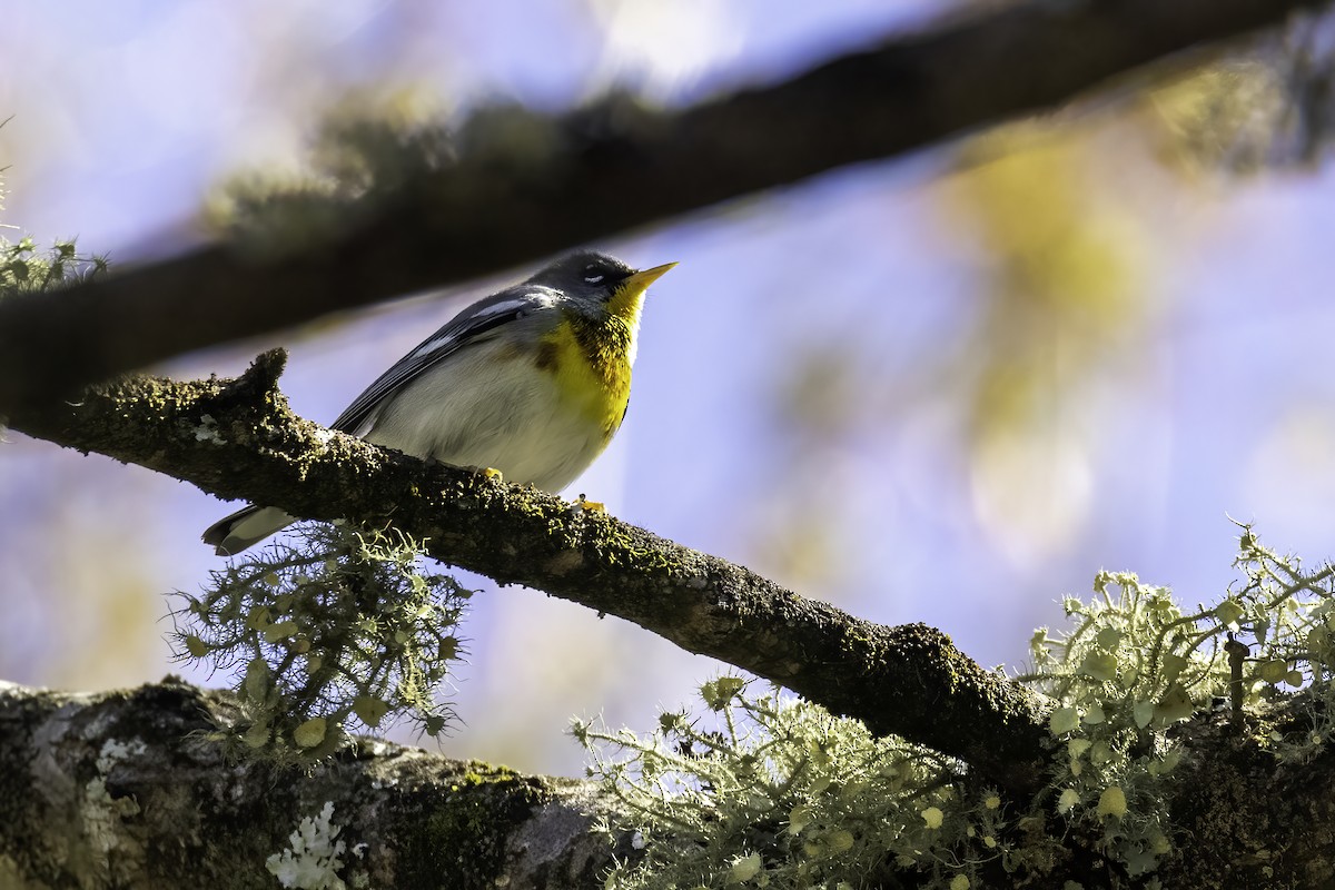 Northern Parula - ML430929481