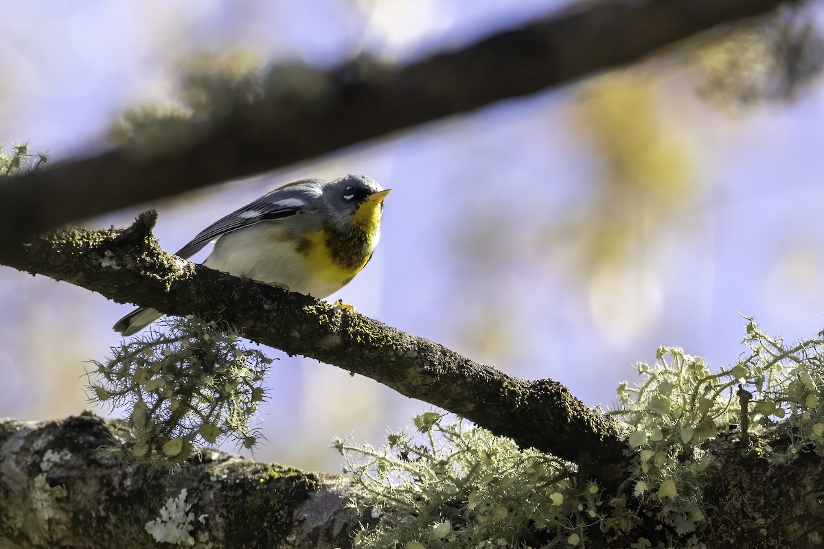 Northern Parula - ML430929491