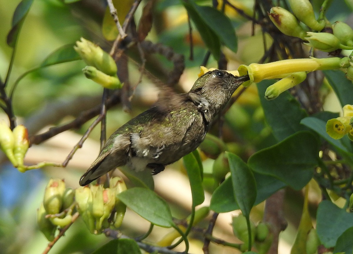 Anna's Hummingbird - Andrew Birch