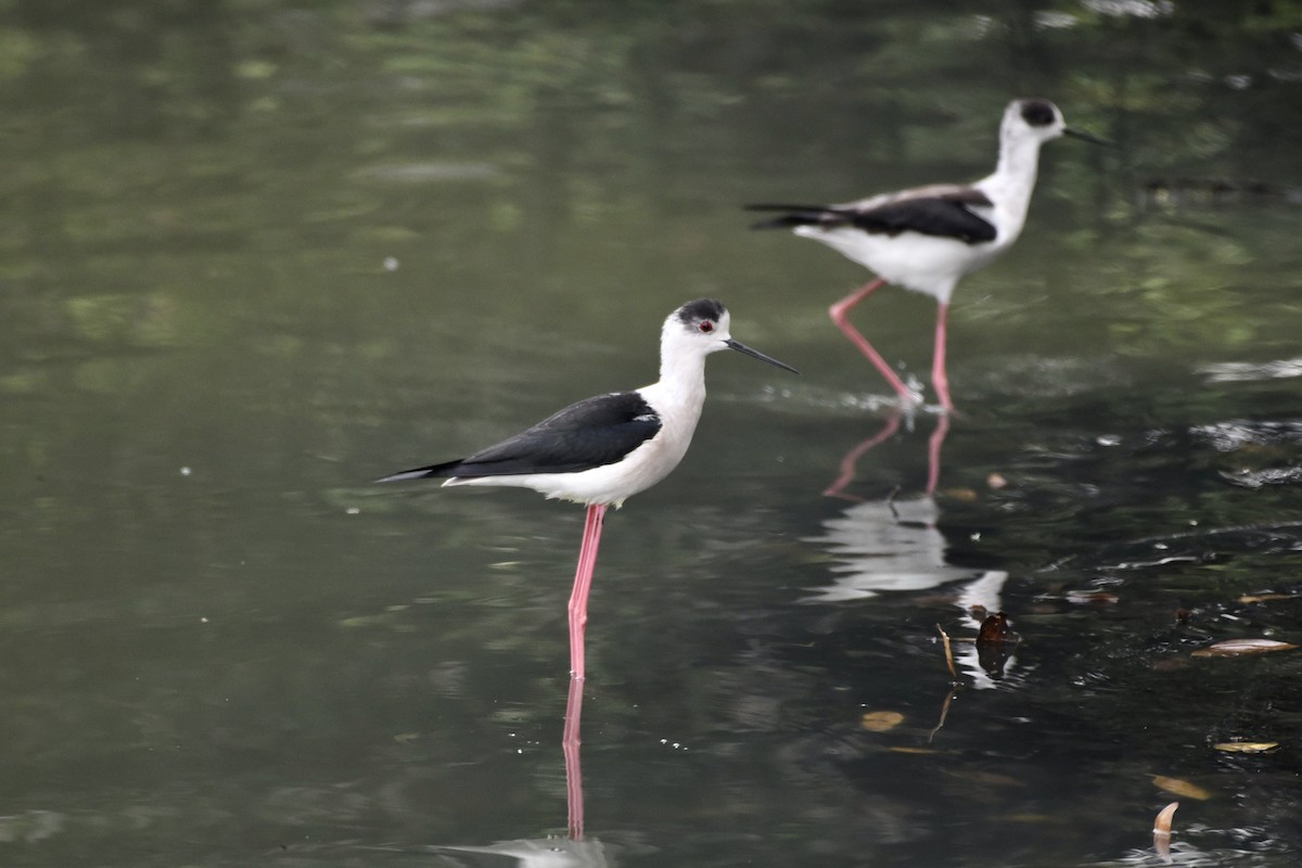 Black-winged Stilt - ML430929901