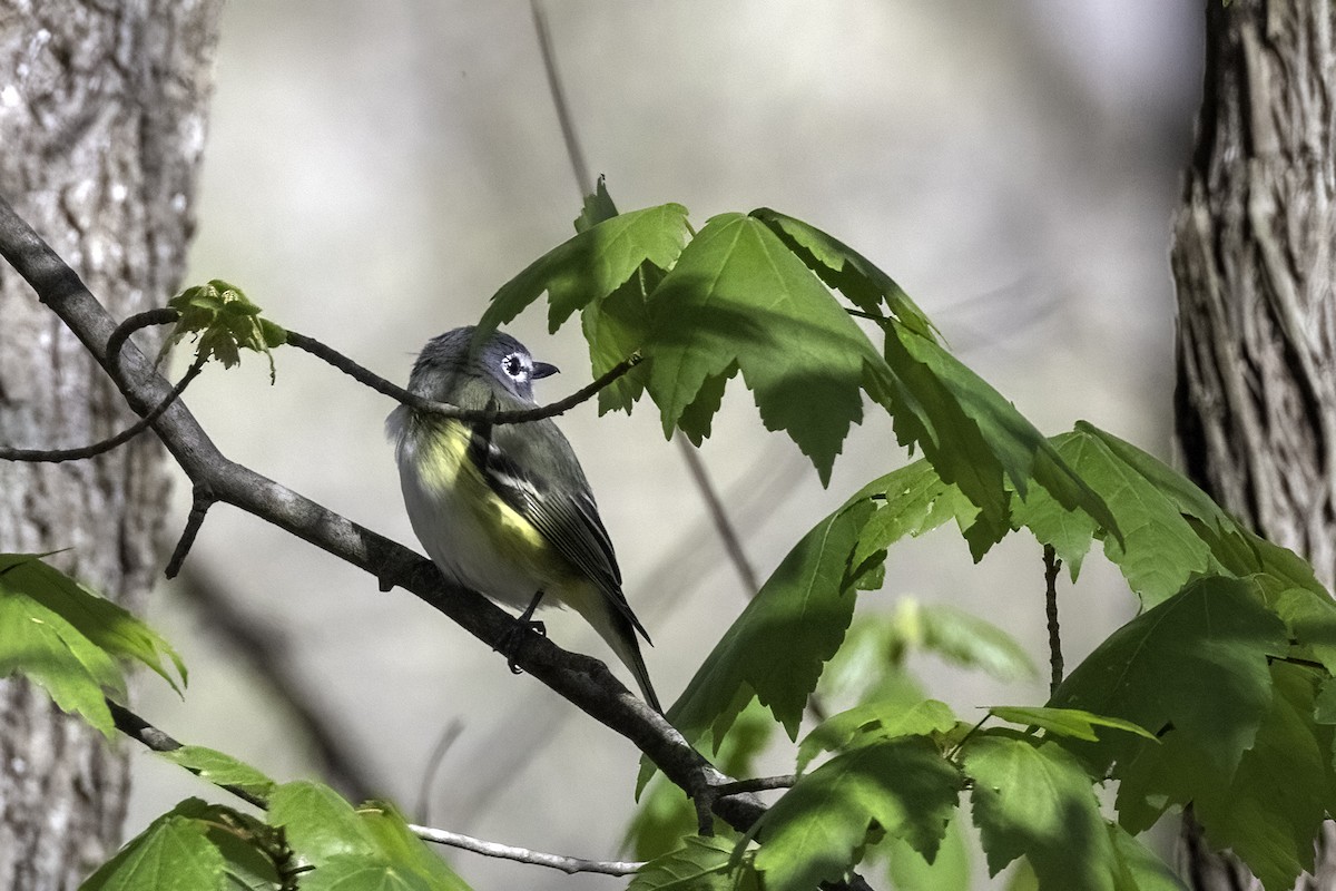 Blue-headed Vireo - ML430929911