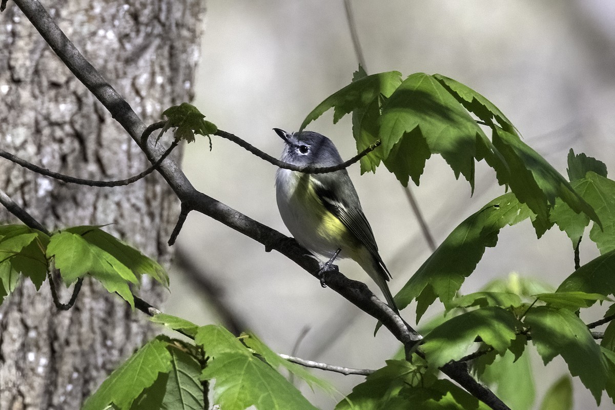 Blue-headed Vireo - ML430929921