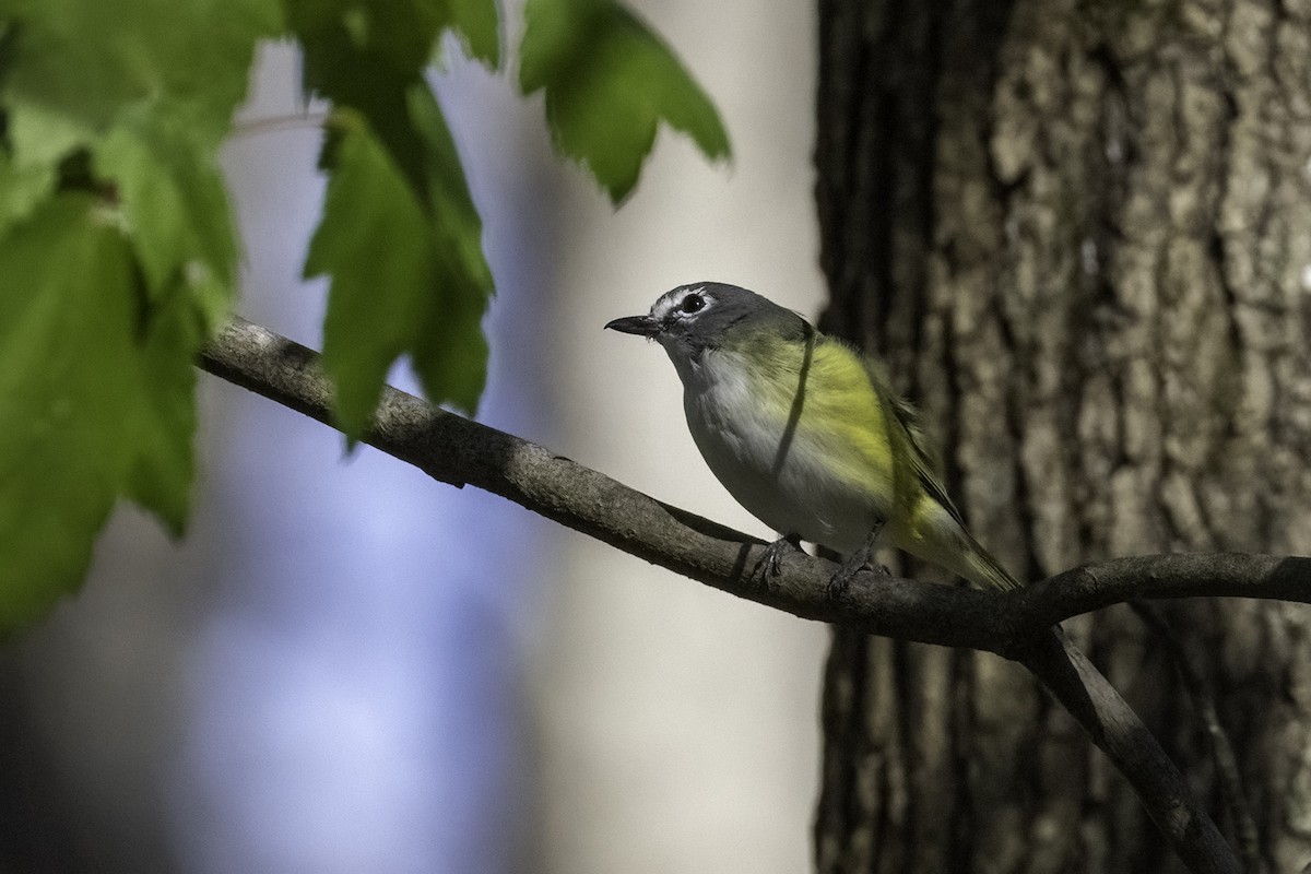 Blue-headed Vireo - ML430929941