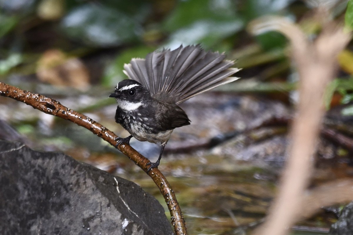Spot-breasted Fantail - ML430930621