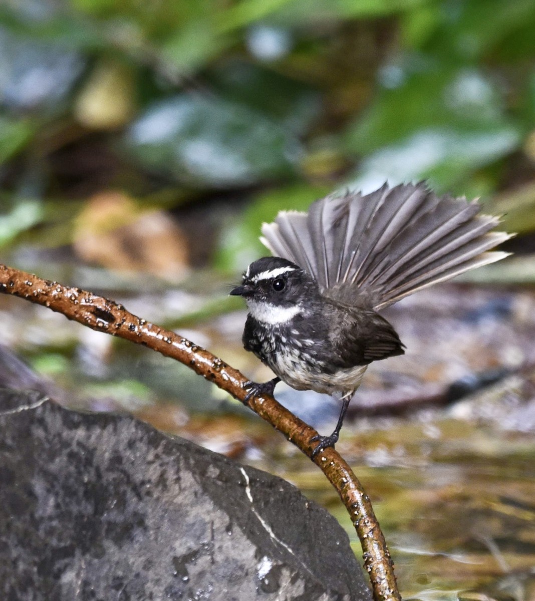 Spot-breasted Fantail - ML430930631