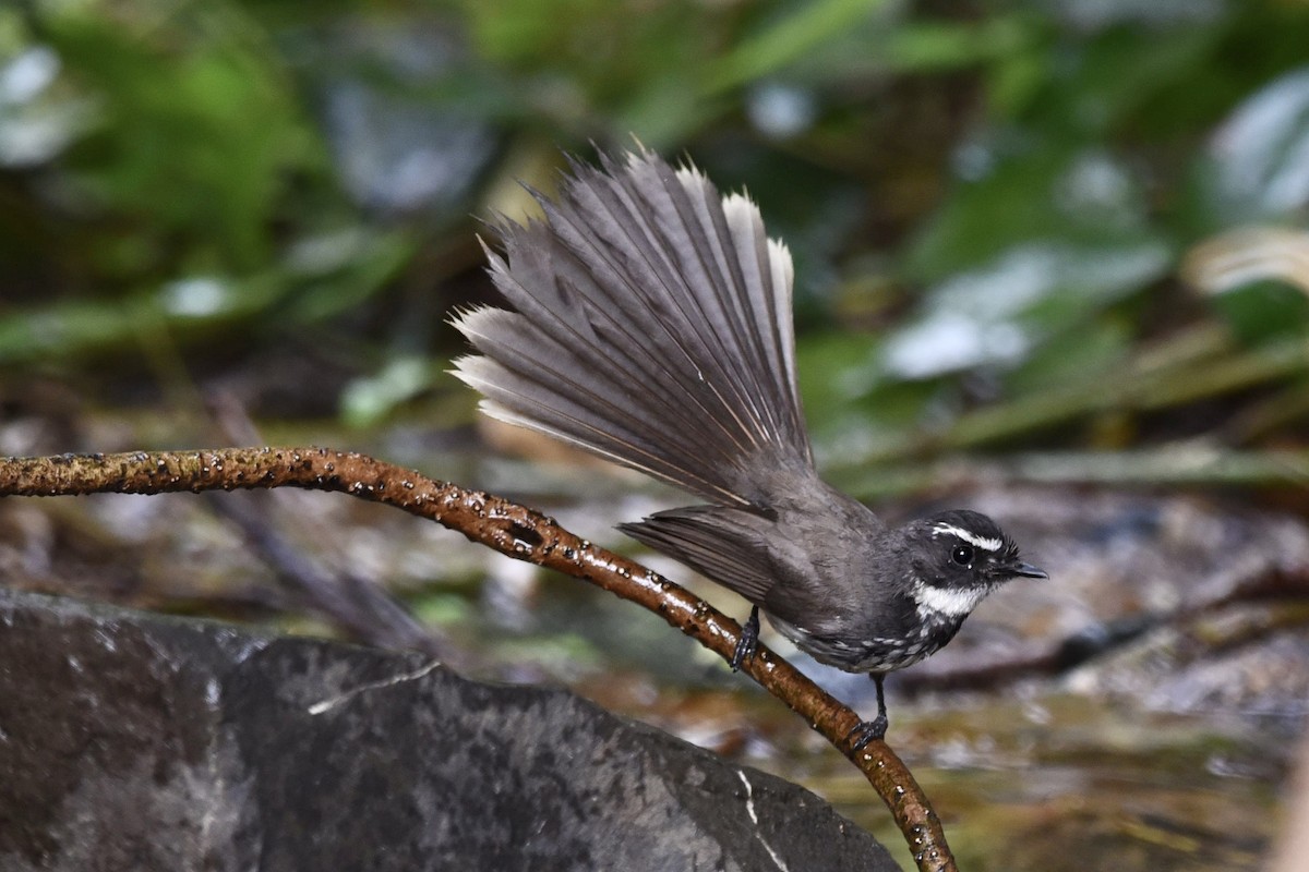 Spot-breasted Fantail - ML430930651