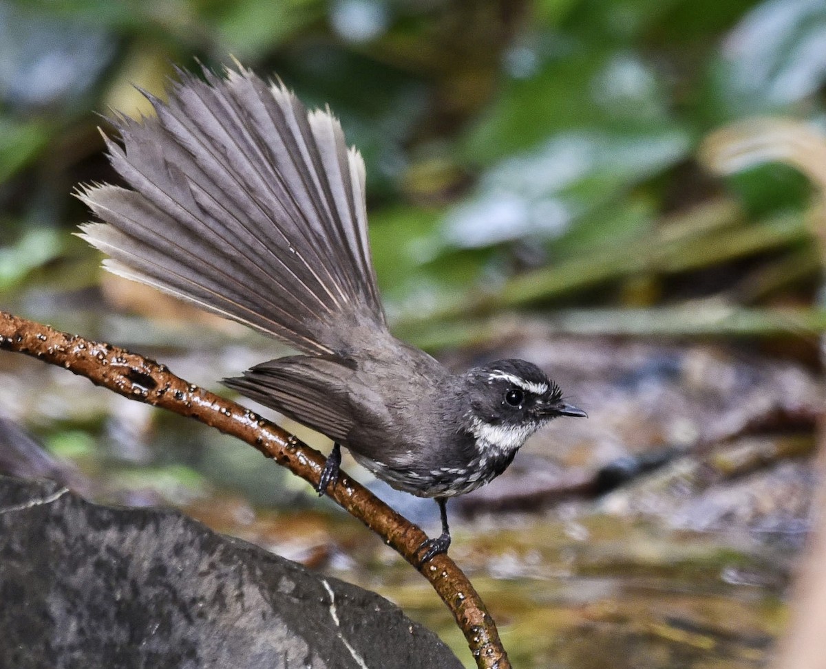Spot-breasted Fantail - ML430930661