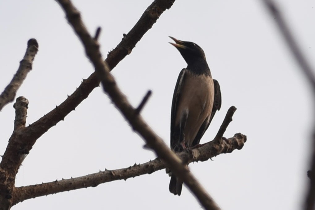 Rosy Starling - ML430931311