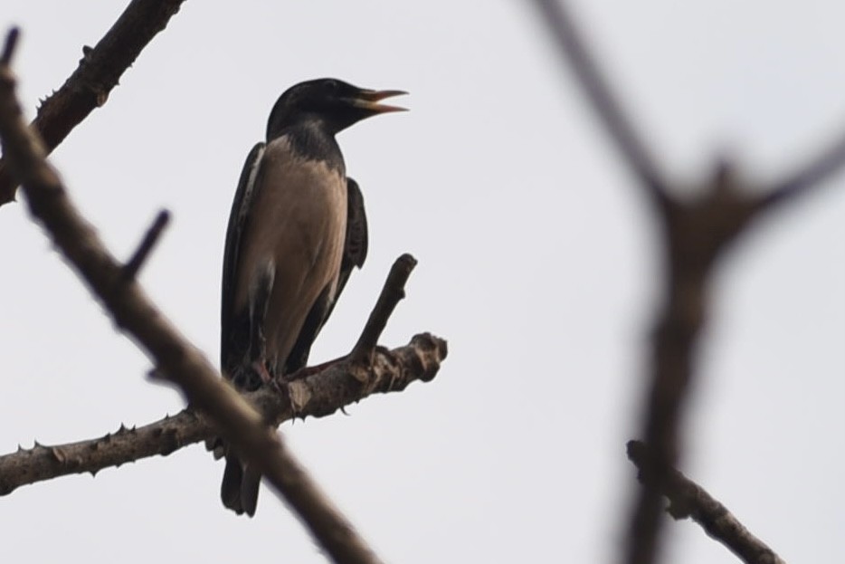 Rosy Starling - ML430931321